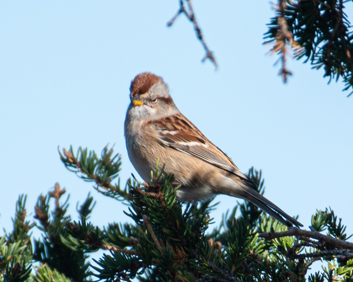 bjørkespurv - ML644027267