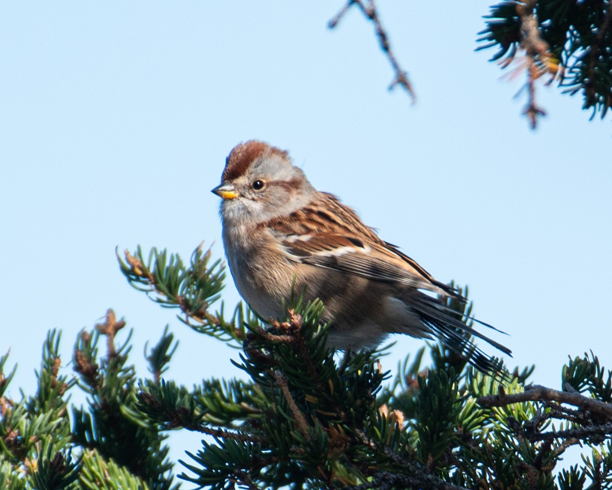 bjørkespurv - ML644027268