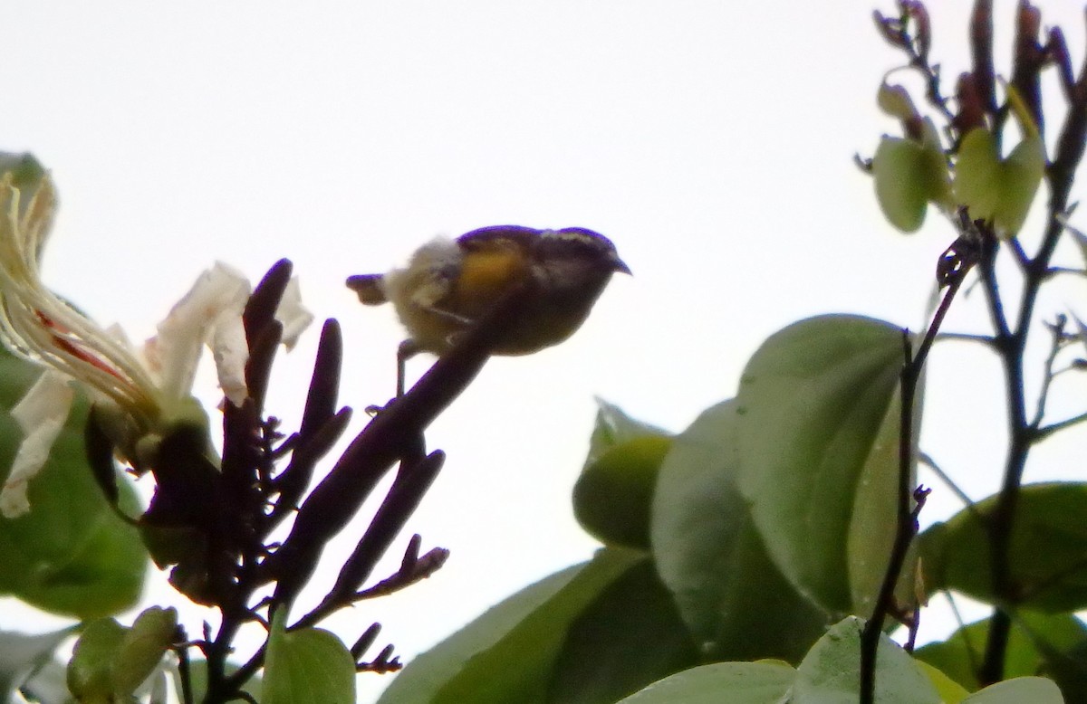 banansmett - ML644027311