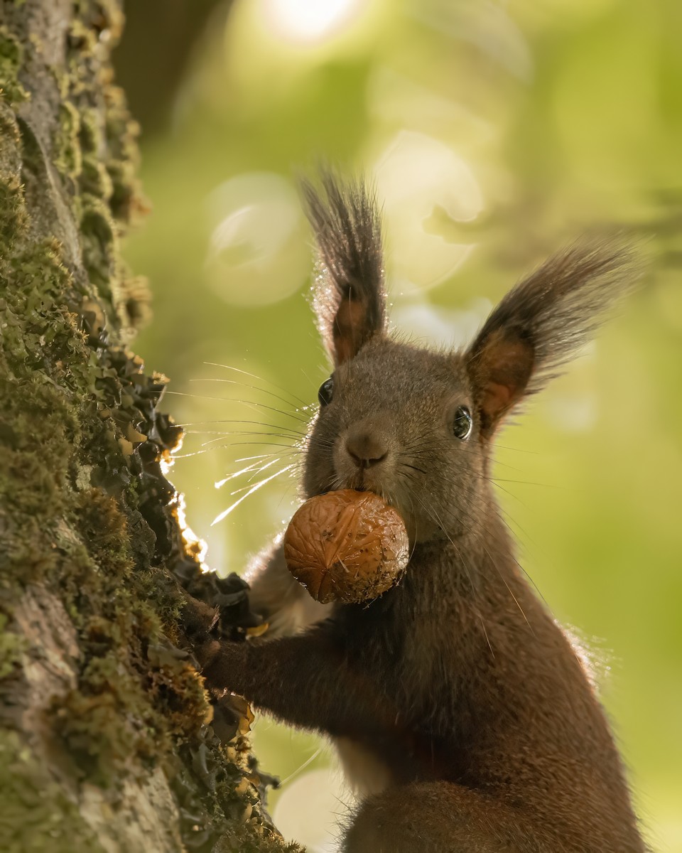 Eurasian Red Squirrel - ML644027337