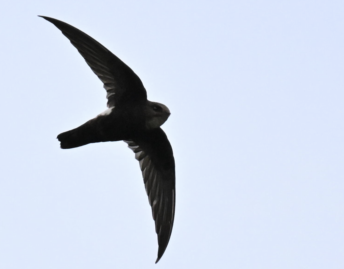 rorýs domácí - ML644027349