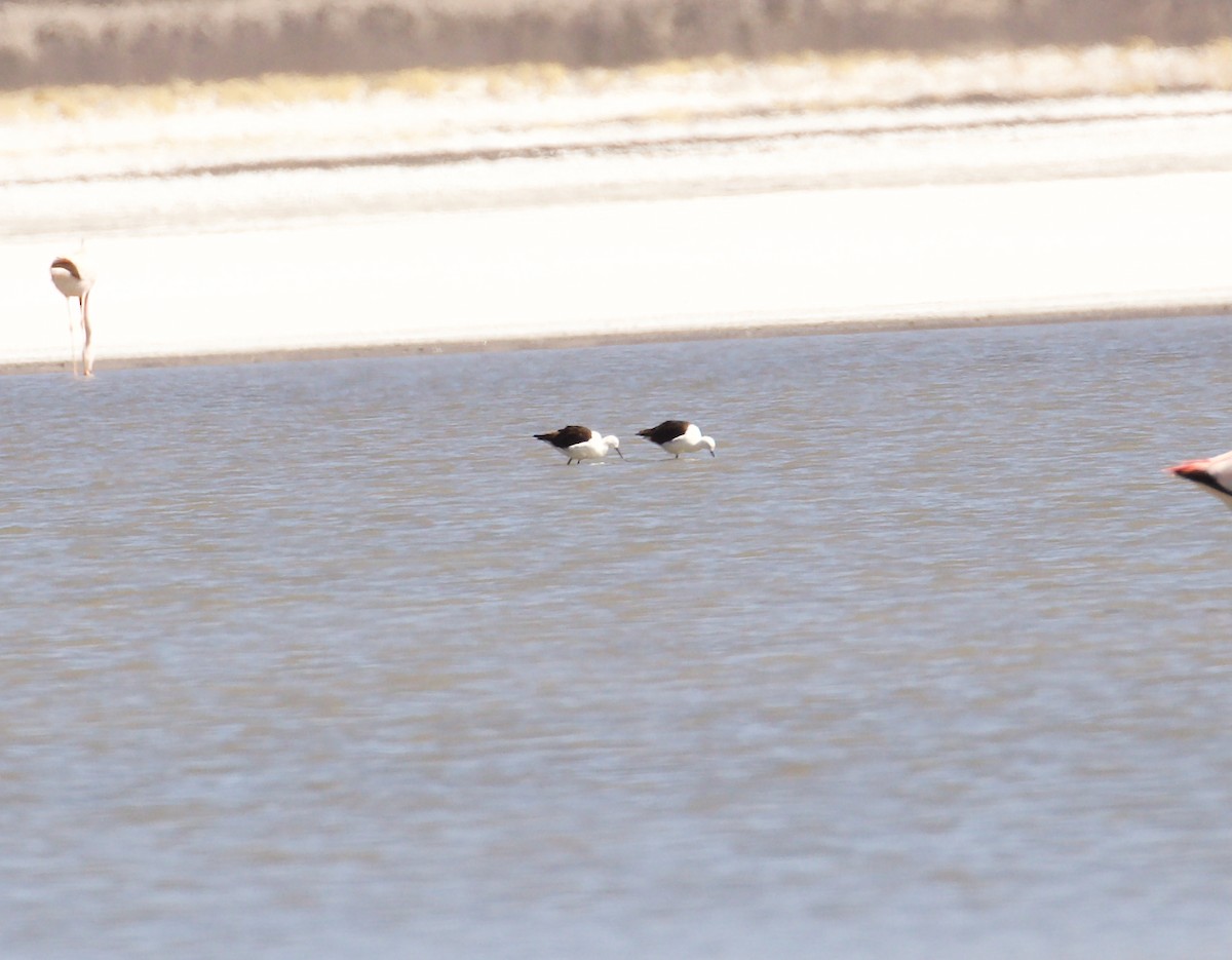 Andean Avocet - ML644027353