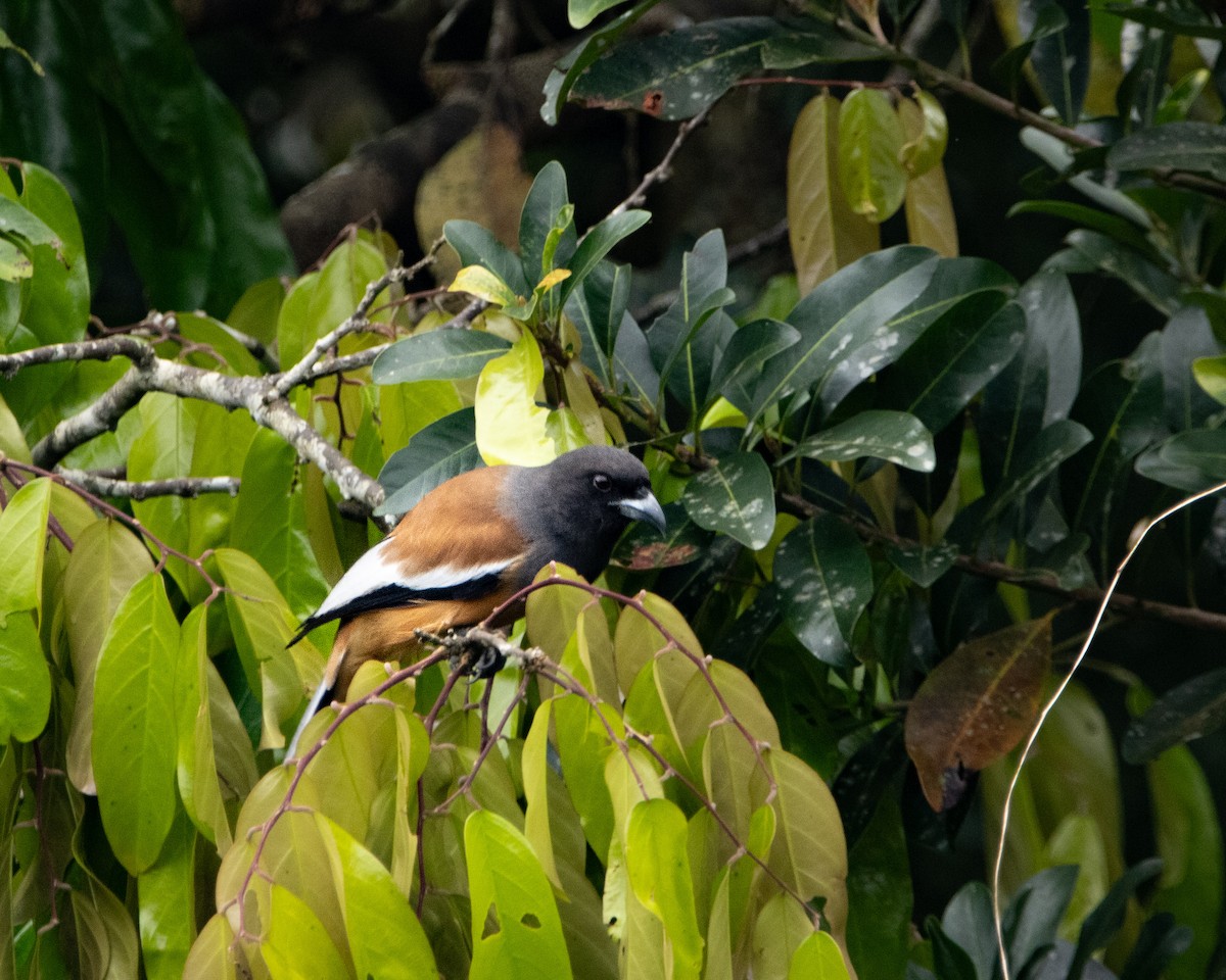 Rufous Treepie - ML644027359
