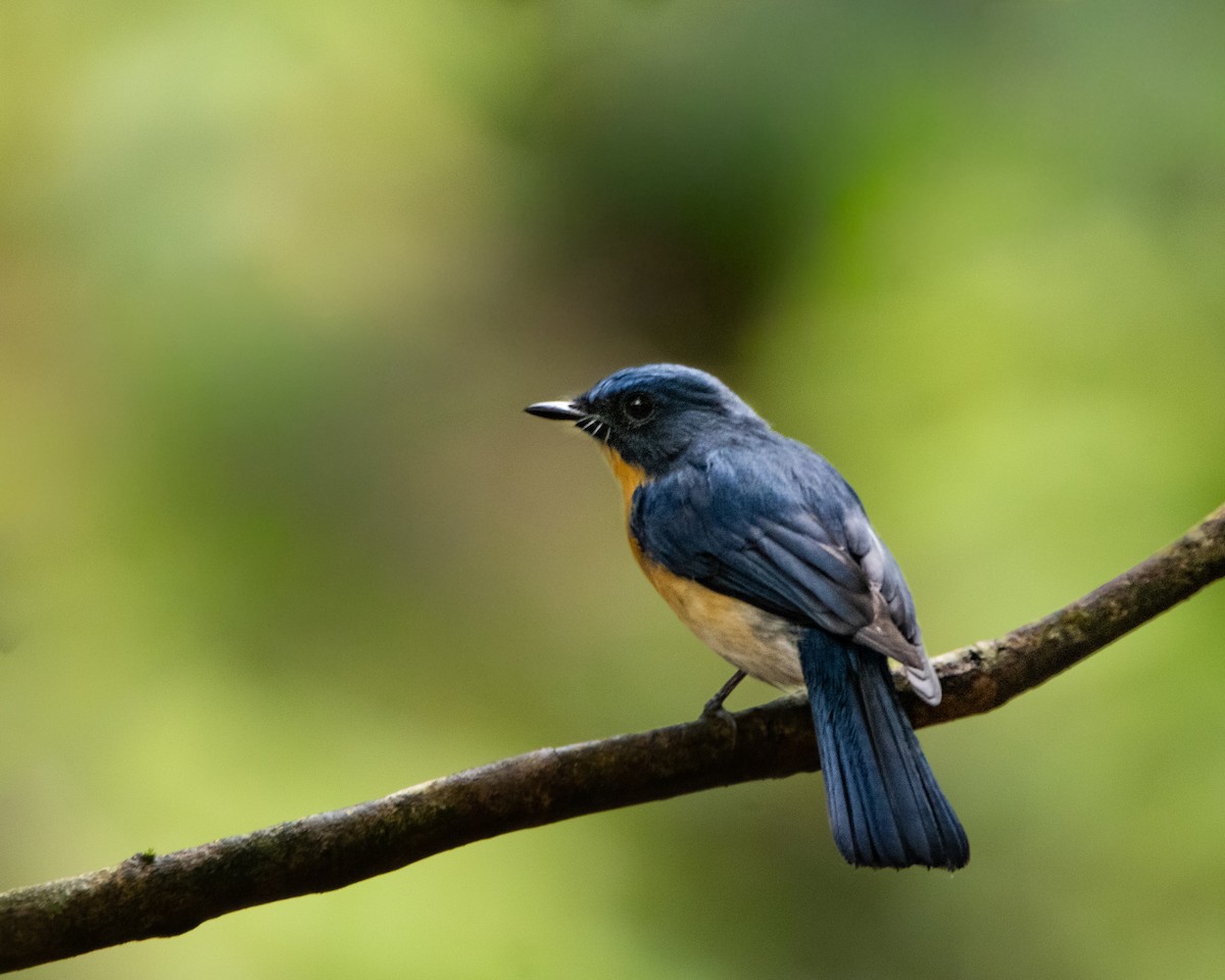 Tickell's Blue Flycatcher - ML644027381