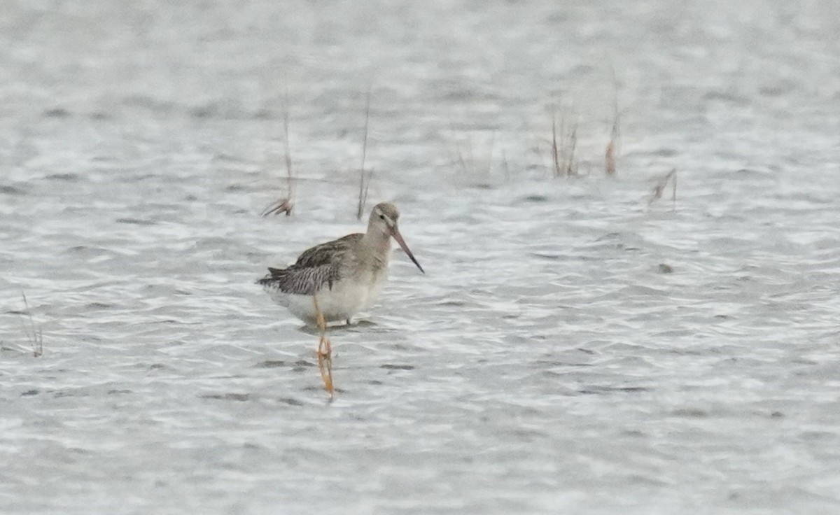 Bar-tailed Godwit - ML644027394