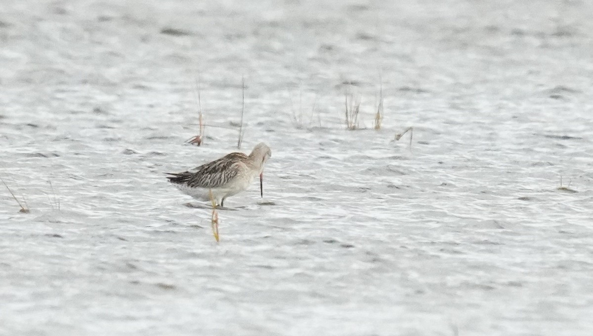Bar-tailed Godwit - ML644027395