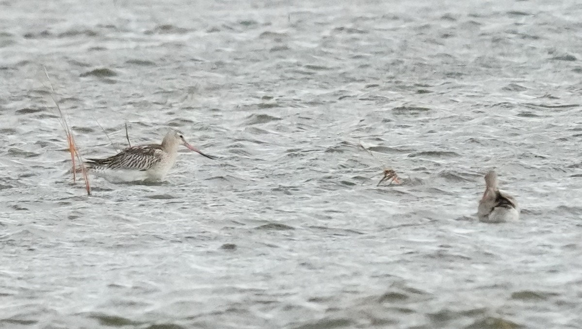 Bar-tailed Godwit - ML644027396