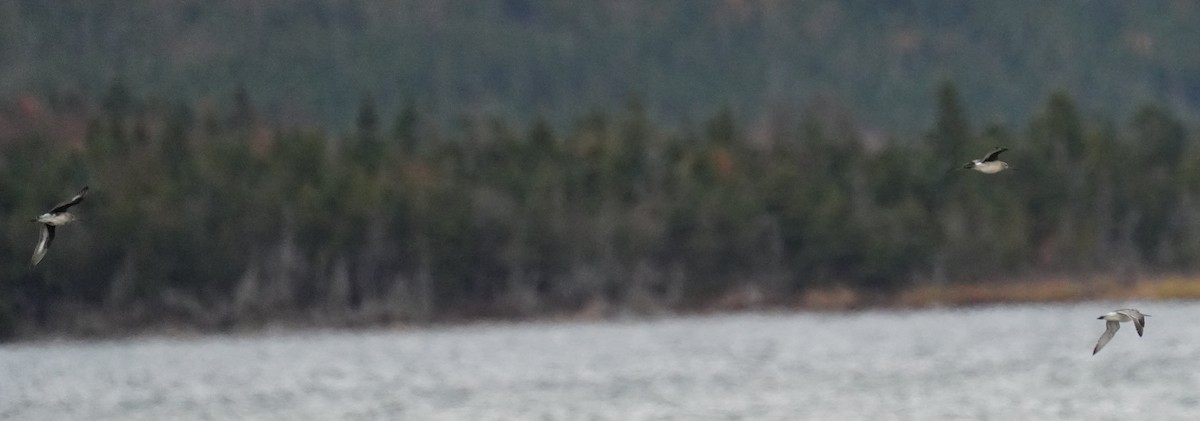 Bar-tailed Godwit - ML644027398