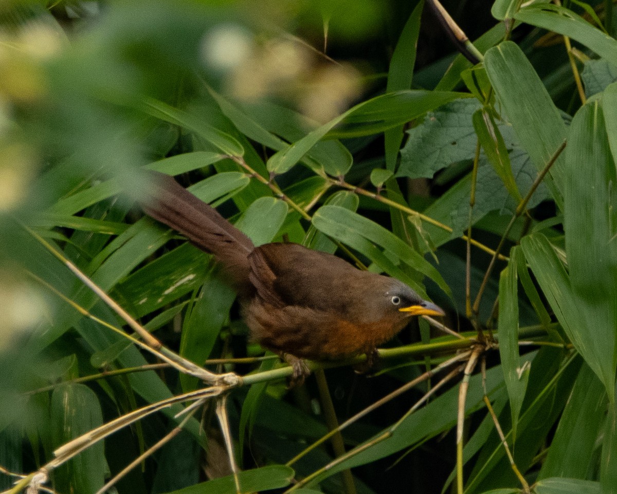 Rufous Babbler - ML644027401