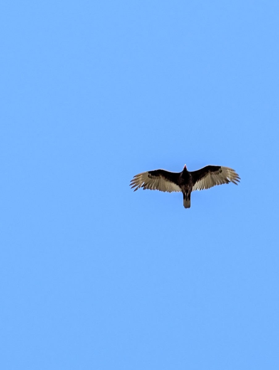 Turkey Vulture - ML644027402