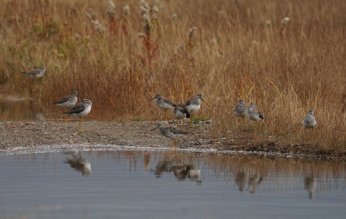 Greater Yellowlegs - ML644027414