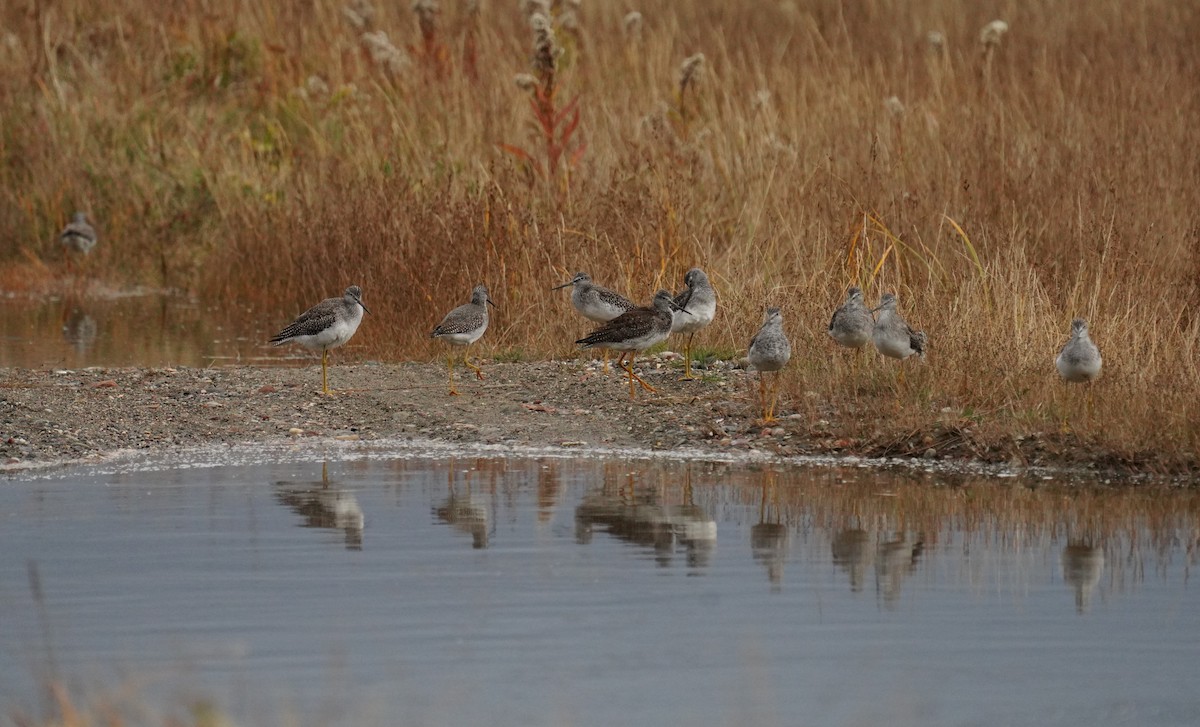 Greater Yellowlegs - ML644027415
