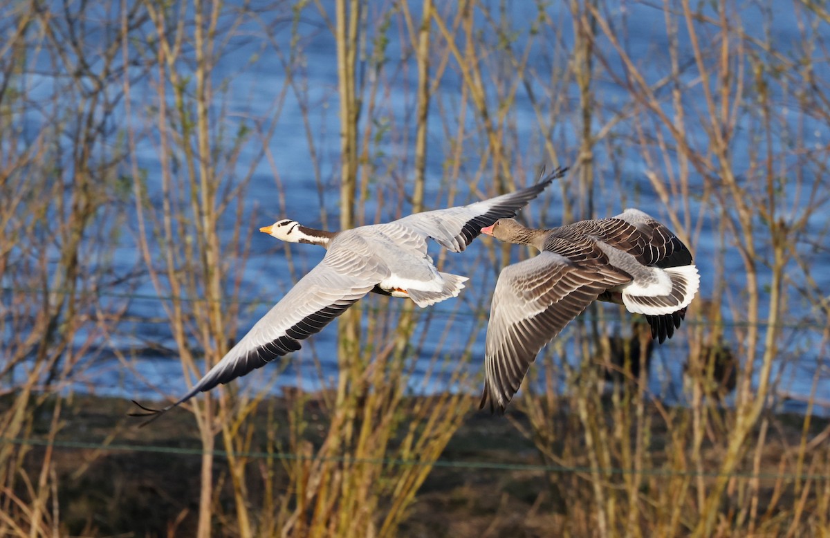 Хээрийн галуу - ML644027423
