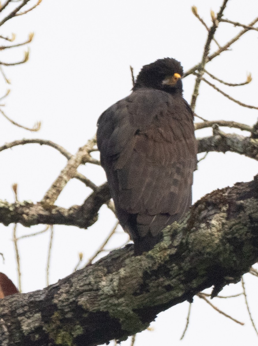 Great Black Hawk - ML644027431