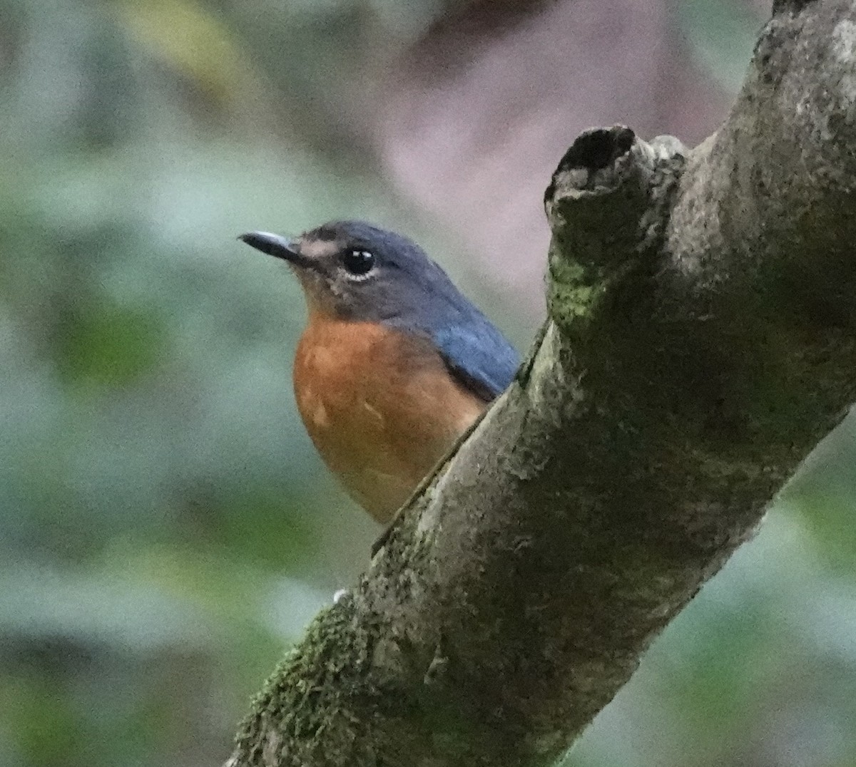 Sulawesi Blue Flycatcher (Sulawesi) - ML644027436