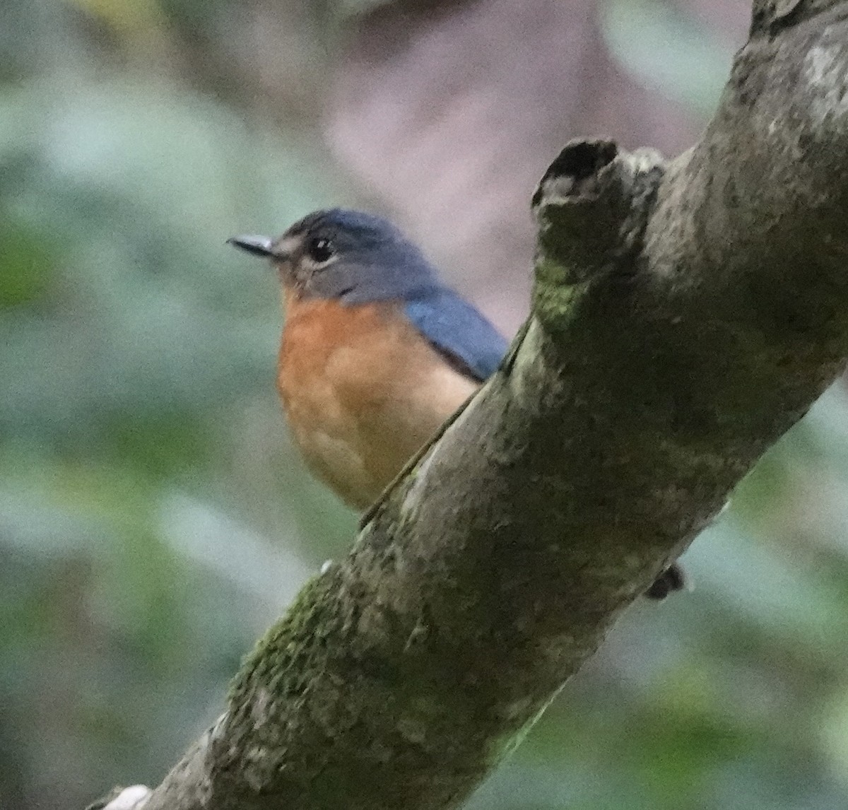 Sulawesi Blue Flycatcher (Sulawesi) - ML644027437