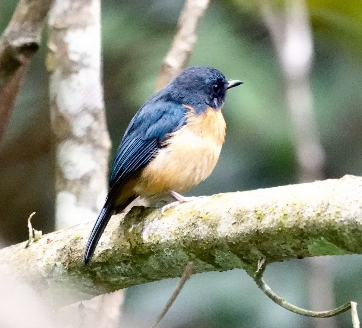 Sulawesi Blue Flycatcher (Sulawesi) - ML644027438