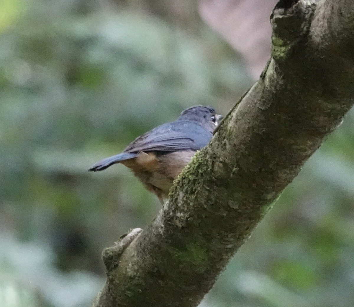 Sulawesi Blue Flycatcher (Sulawesi) - ML644027439