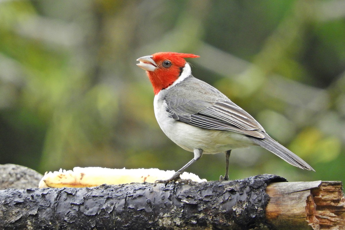 Red-crested Cardinal - ML644027445
