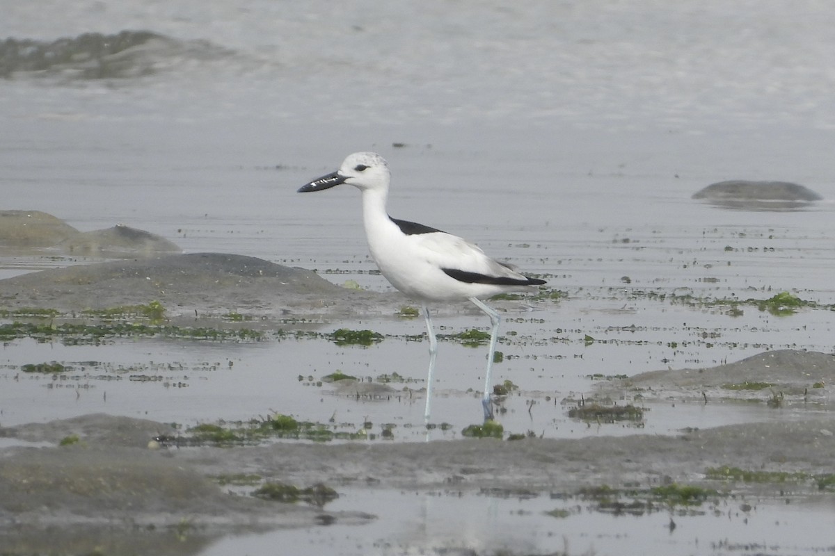 Crab-Plover - ML644027447
