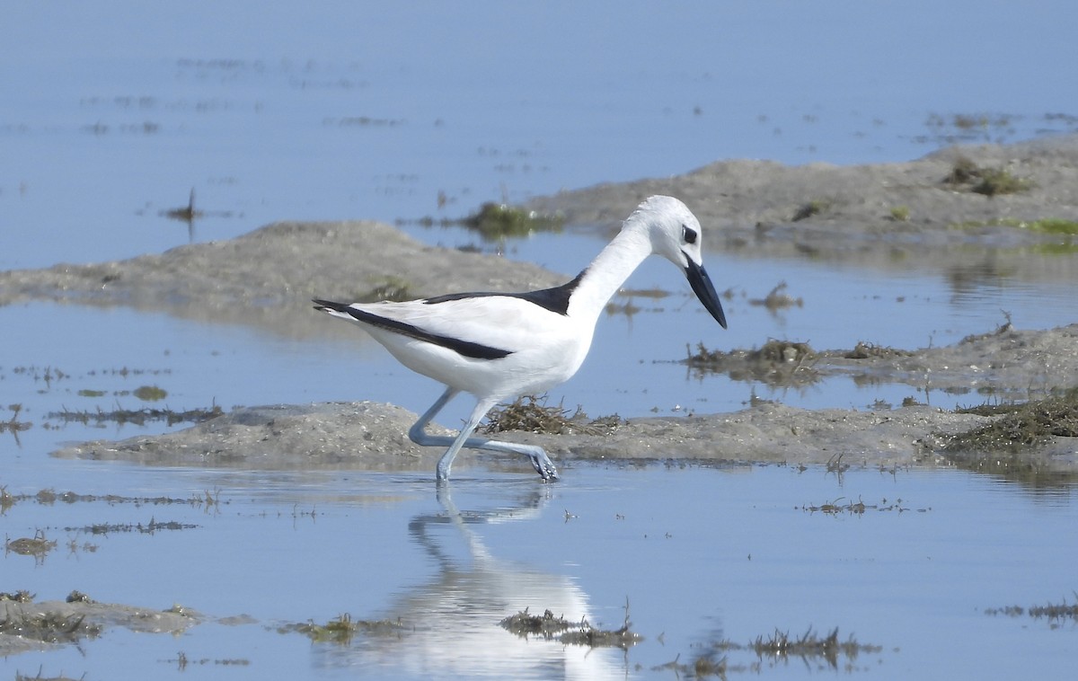Crab-Plover - ML644027448
