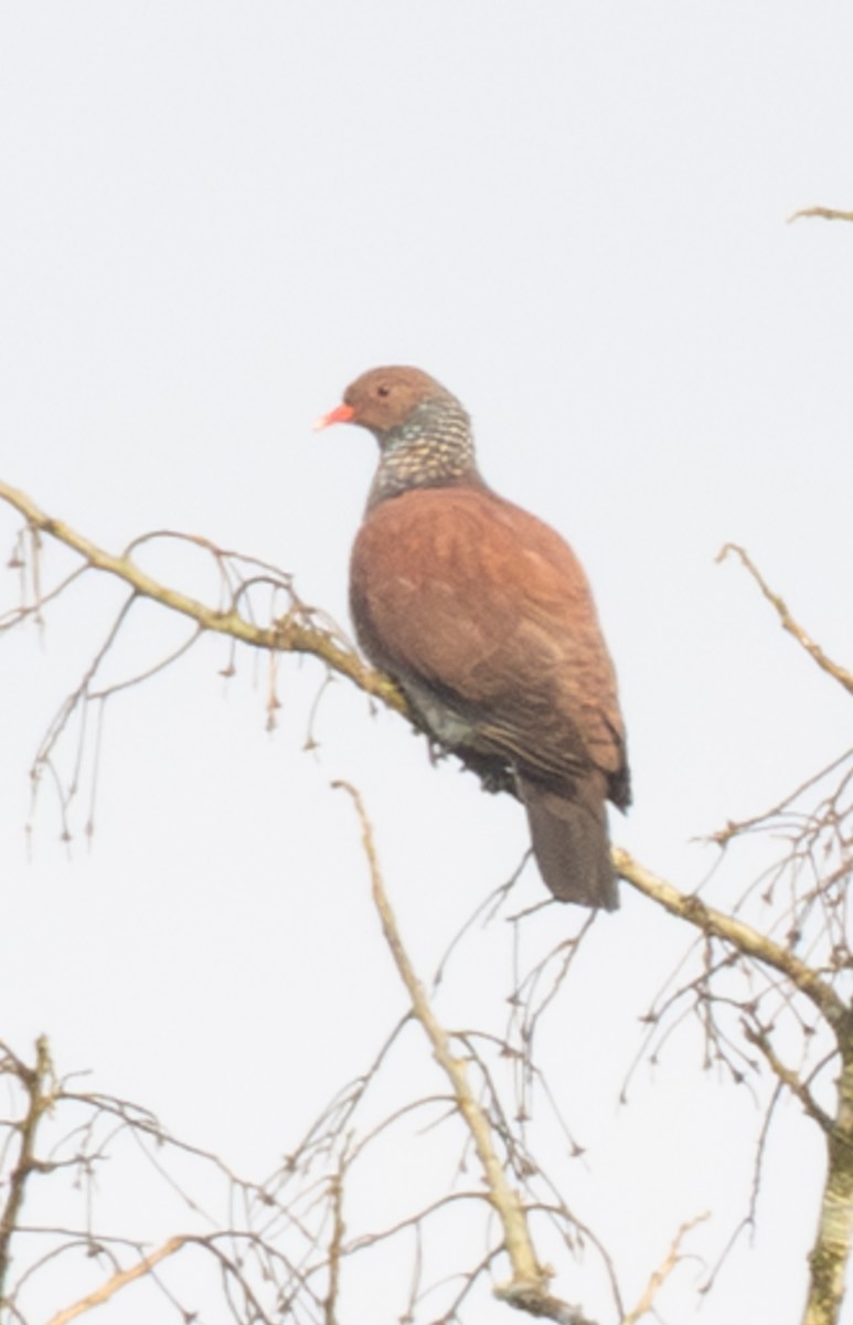 Scaled Pigeon - ML644027459