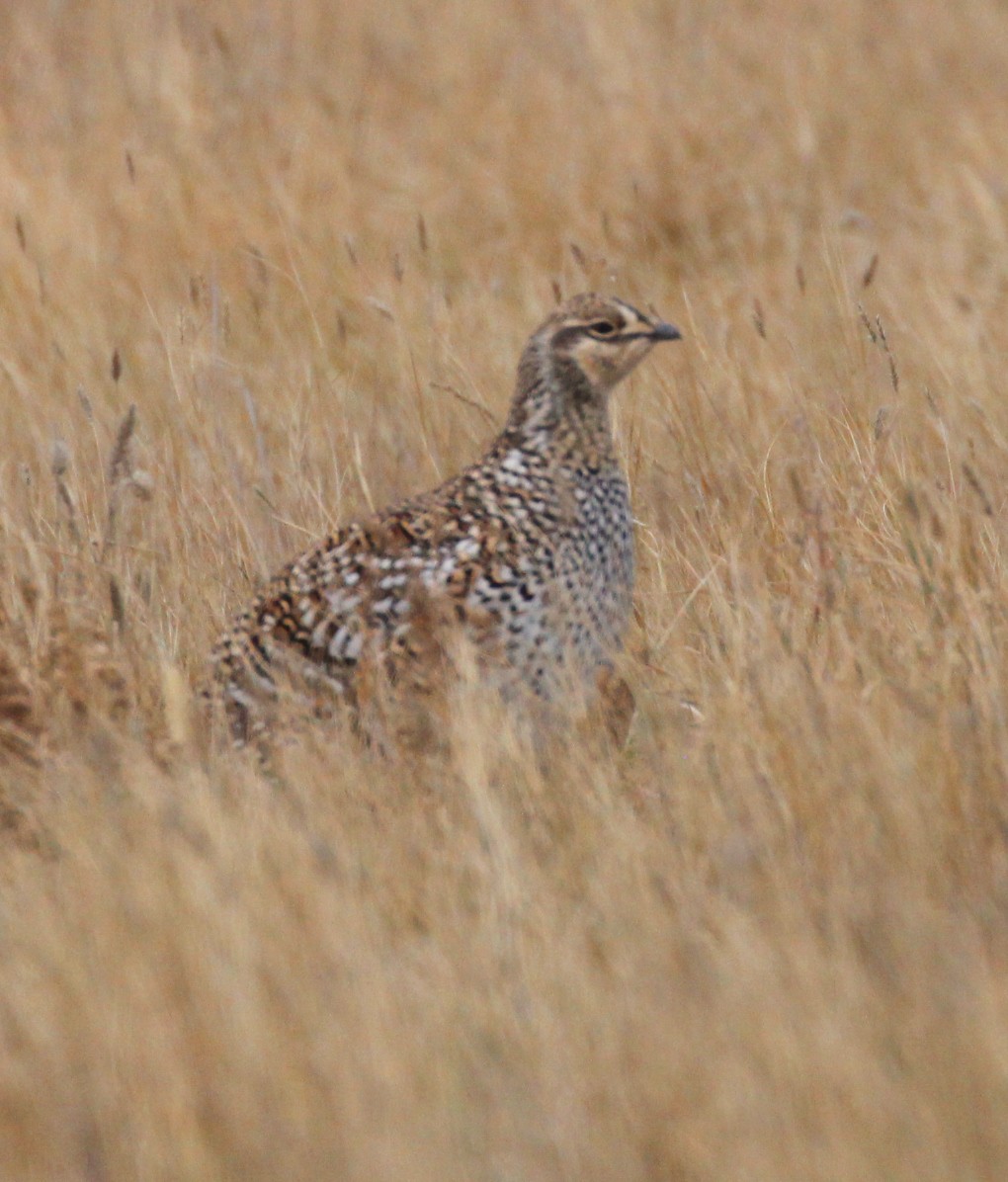 Sharp-tailed Grouse - ML644027460