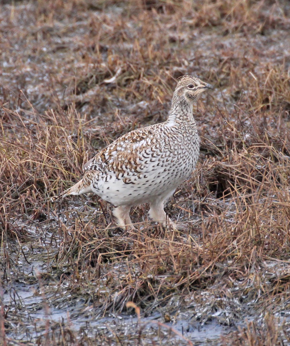 Sharp-tailed Grouse - ML644027461