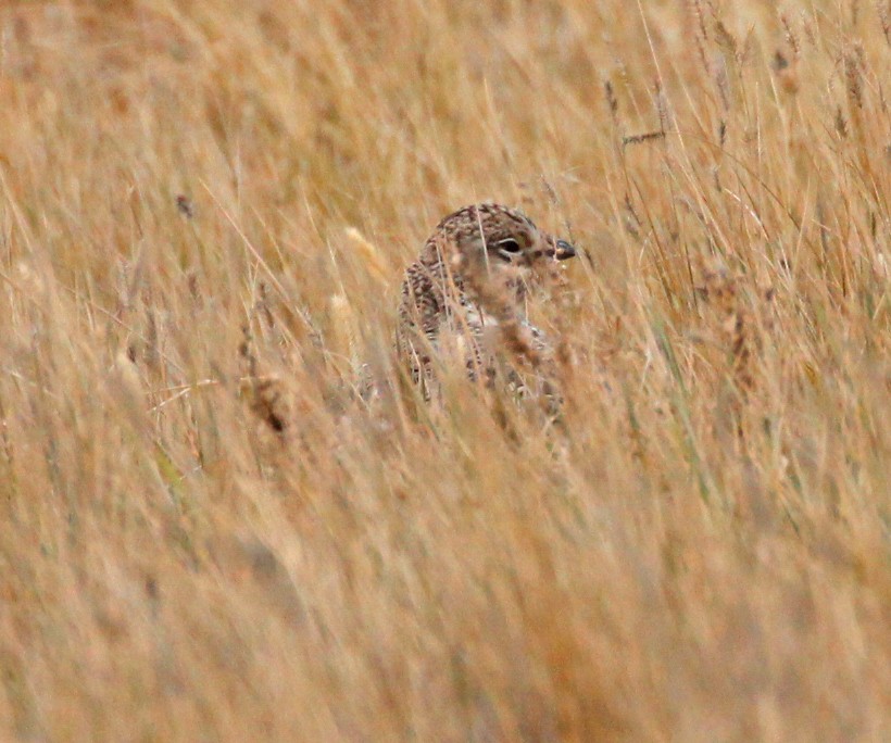 Sharp-tailed Grouse - ML644027462