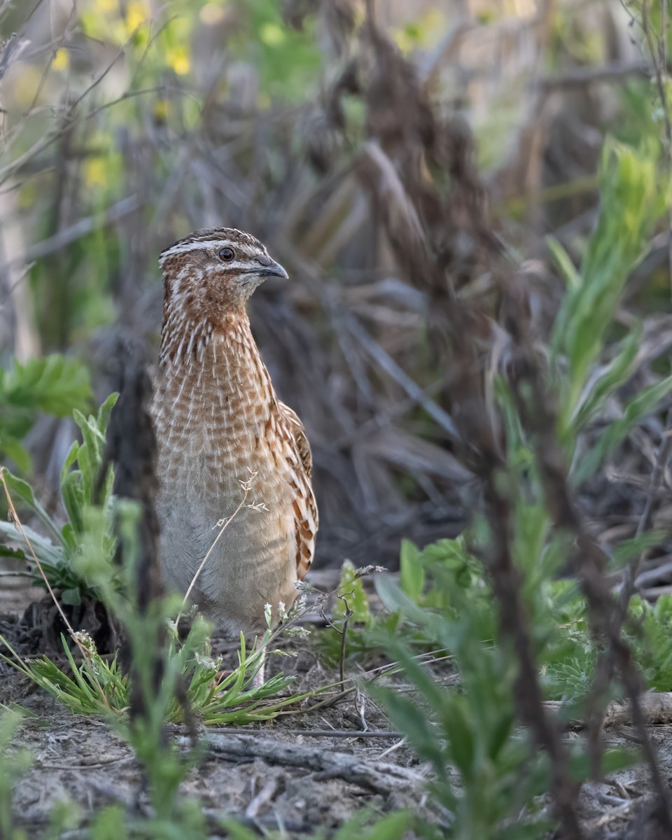 ヨーロッパウズラ - ML644027477