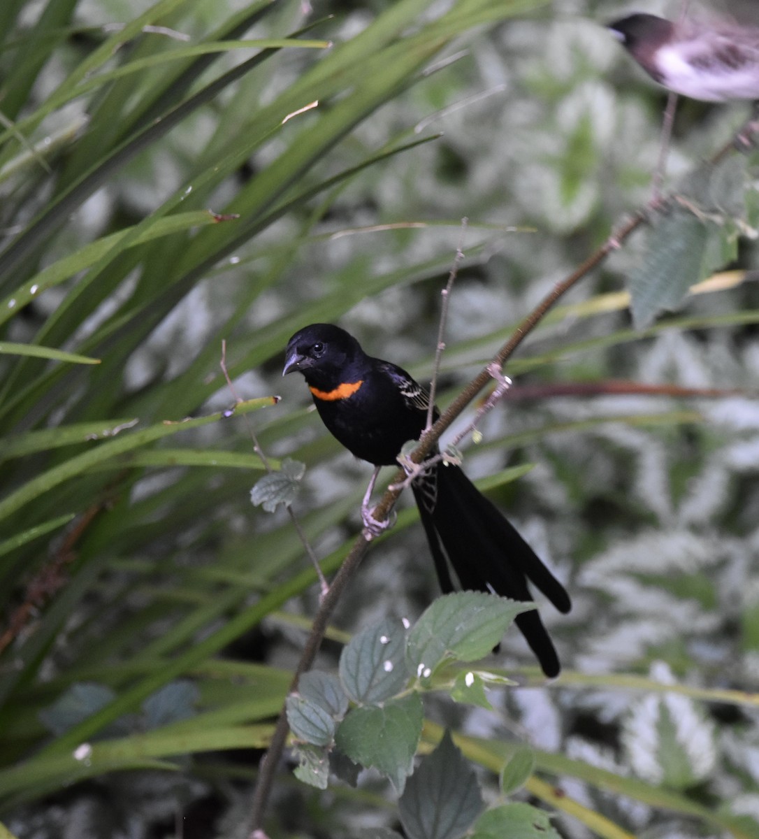 Red-collared Widowbird - ML644027487