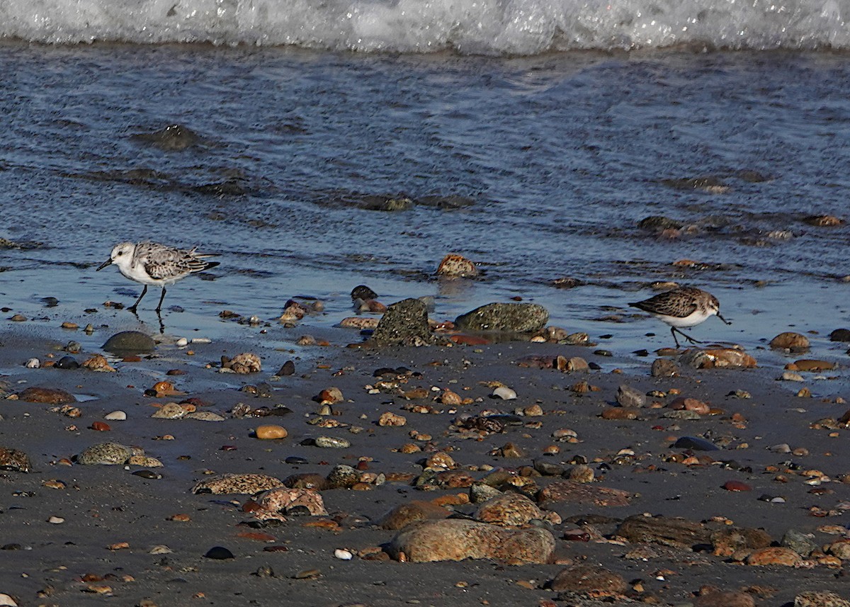 Western/Semipalmated Sandpiper - ML644027491
