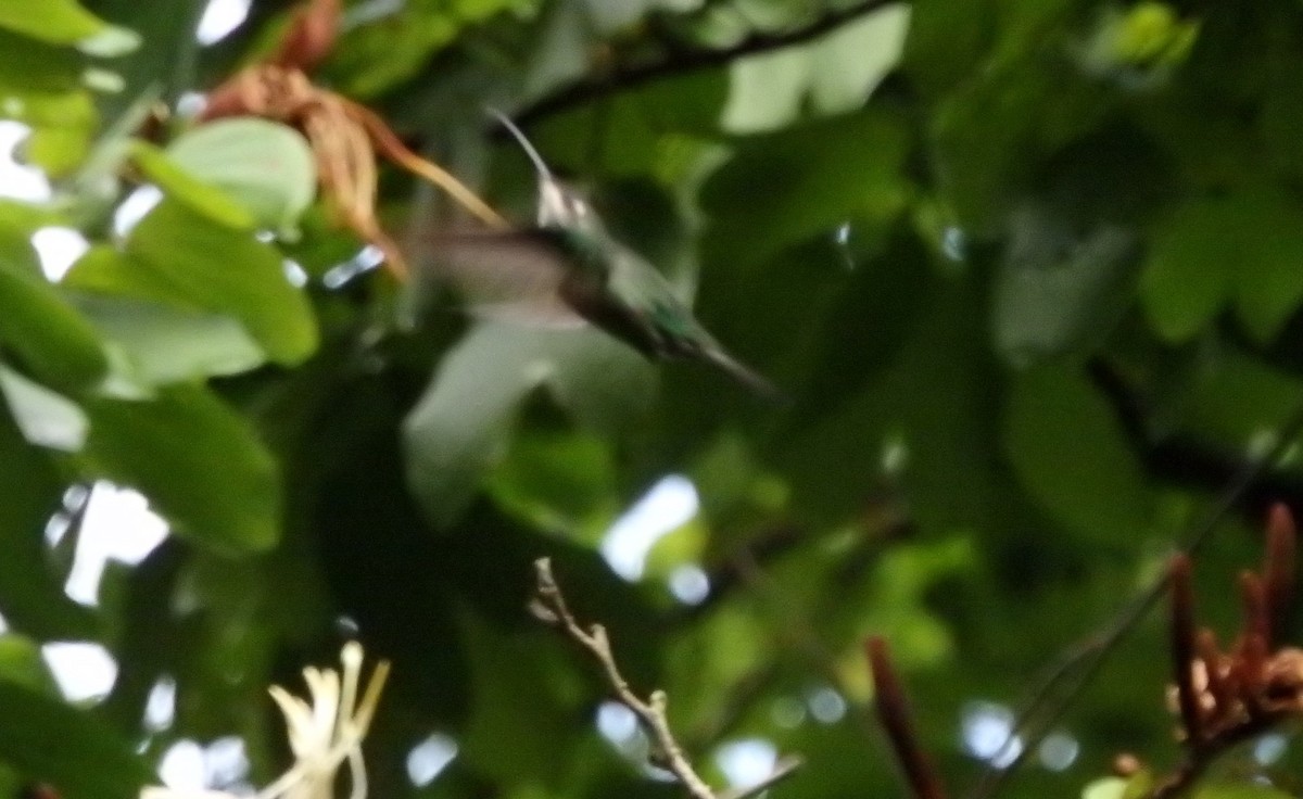 Rufous-breasted Hermit - ML644027495