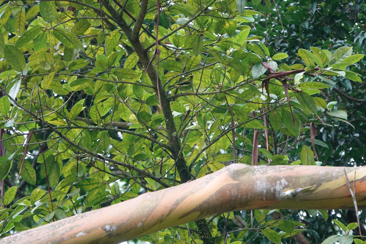 Emerald Tanager - ML644027499