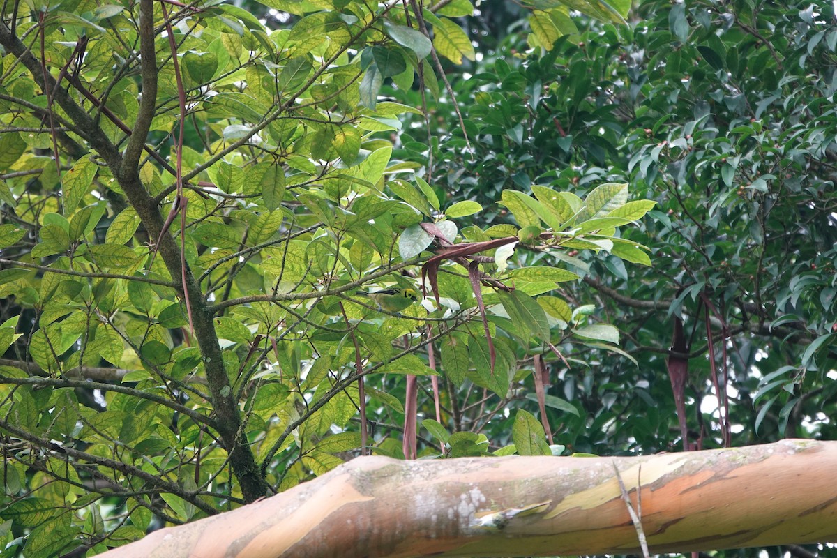 Emerald Tanager - ML644027500