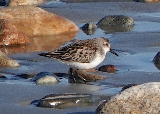 Western/Semipalmated Sandpiper - ML644027512