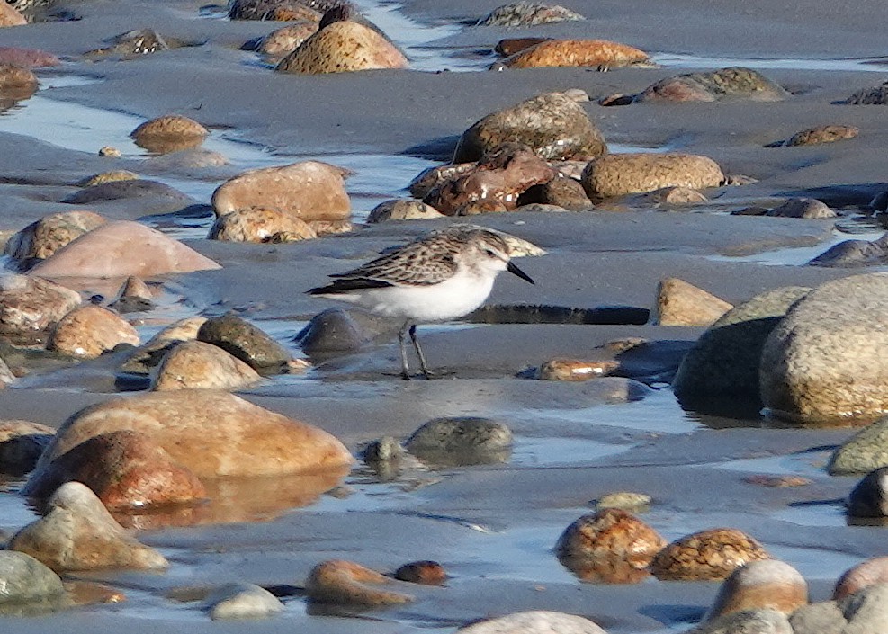 Western/Semipalmated Sandpiper - ML644027518