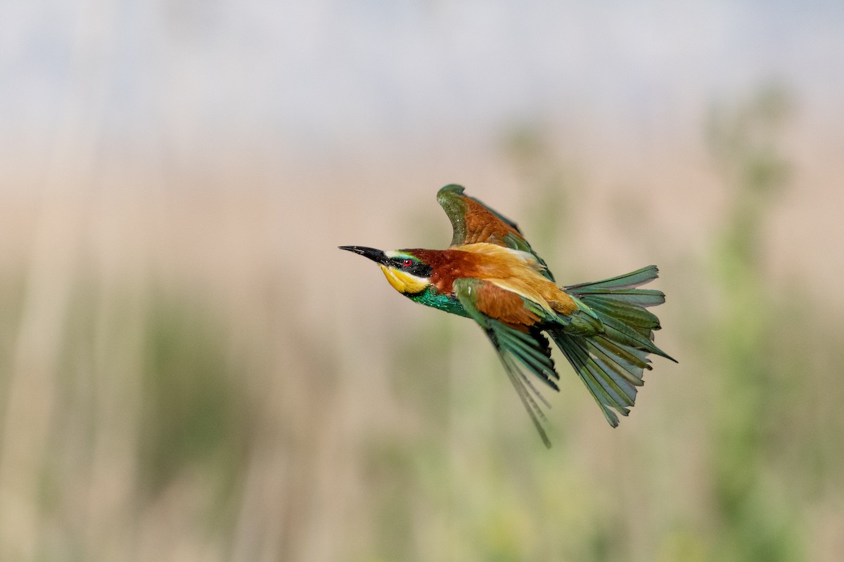 vlha pestrá - ML644027534