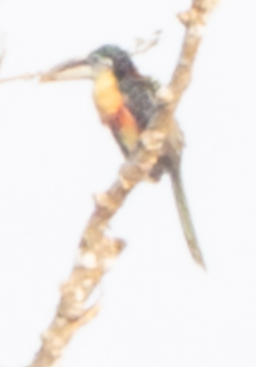 Curl-crested Aracari - ML644027544