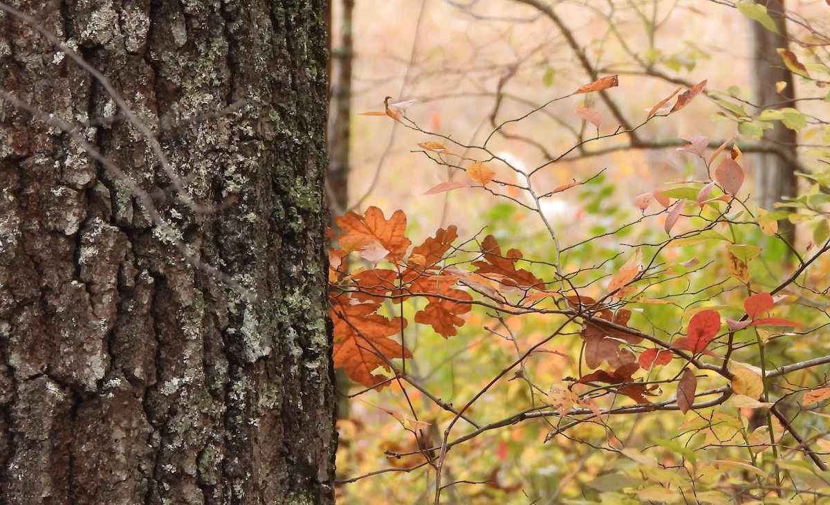 Great Egret - ML644027552