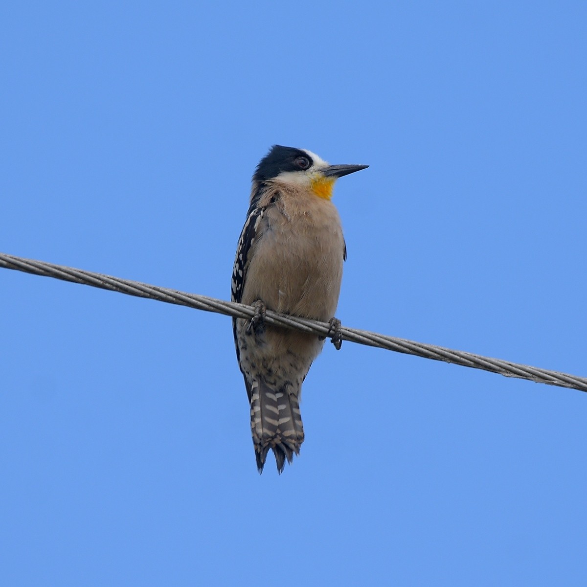 White-fronted Woodpecker - ML644027560
