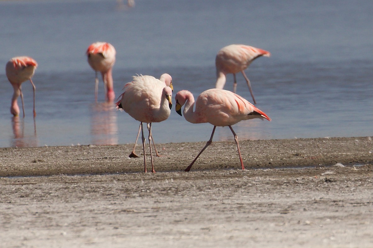 James's Flamingo - ML644027563