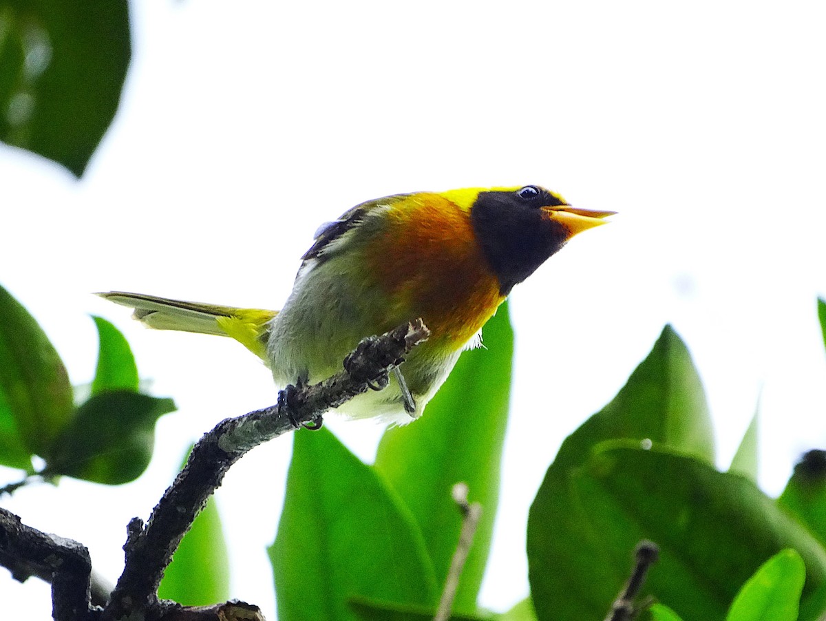 Guira Tanager - ML644027564