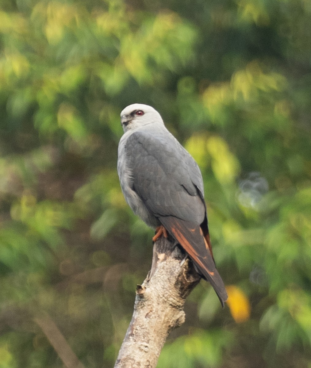 Plumbeous Kite - ML644027624