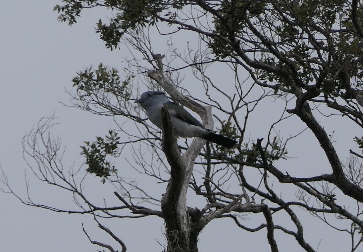 Cuckoo-roller - ML644027635