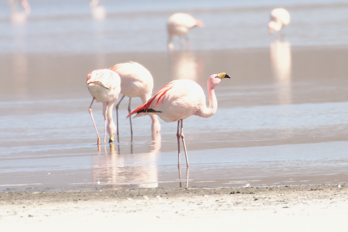 James's Flamingo - ML644027661