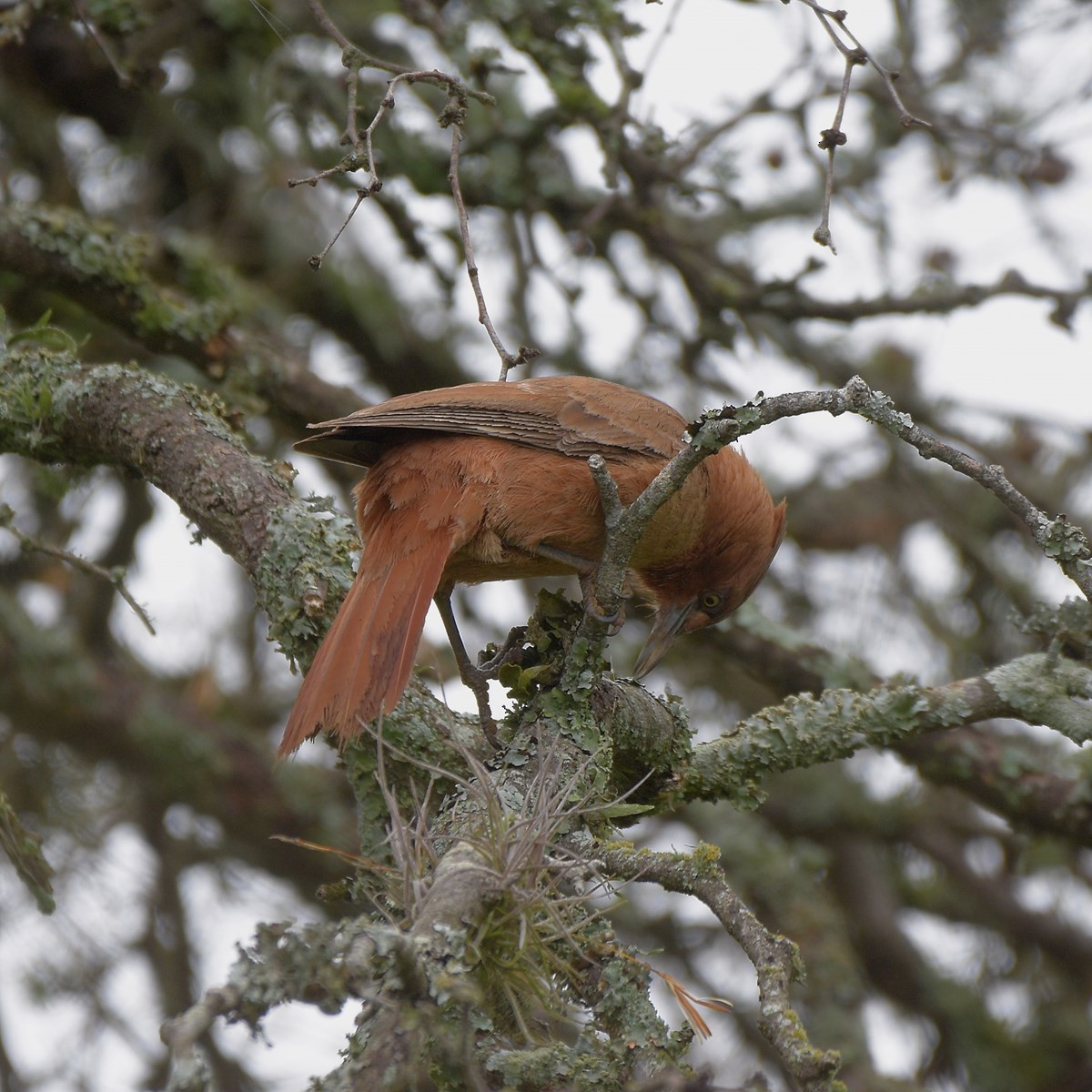 Brown Cacholote - ML644027666