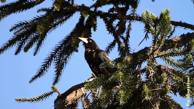 Crested Oropendola - ML644027696