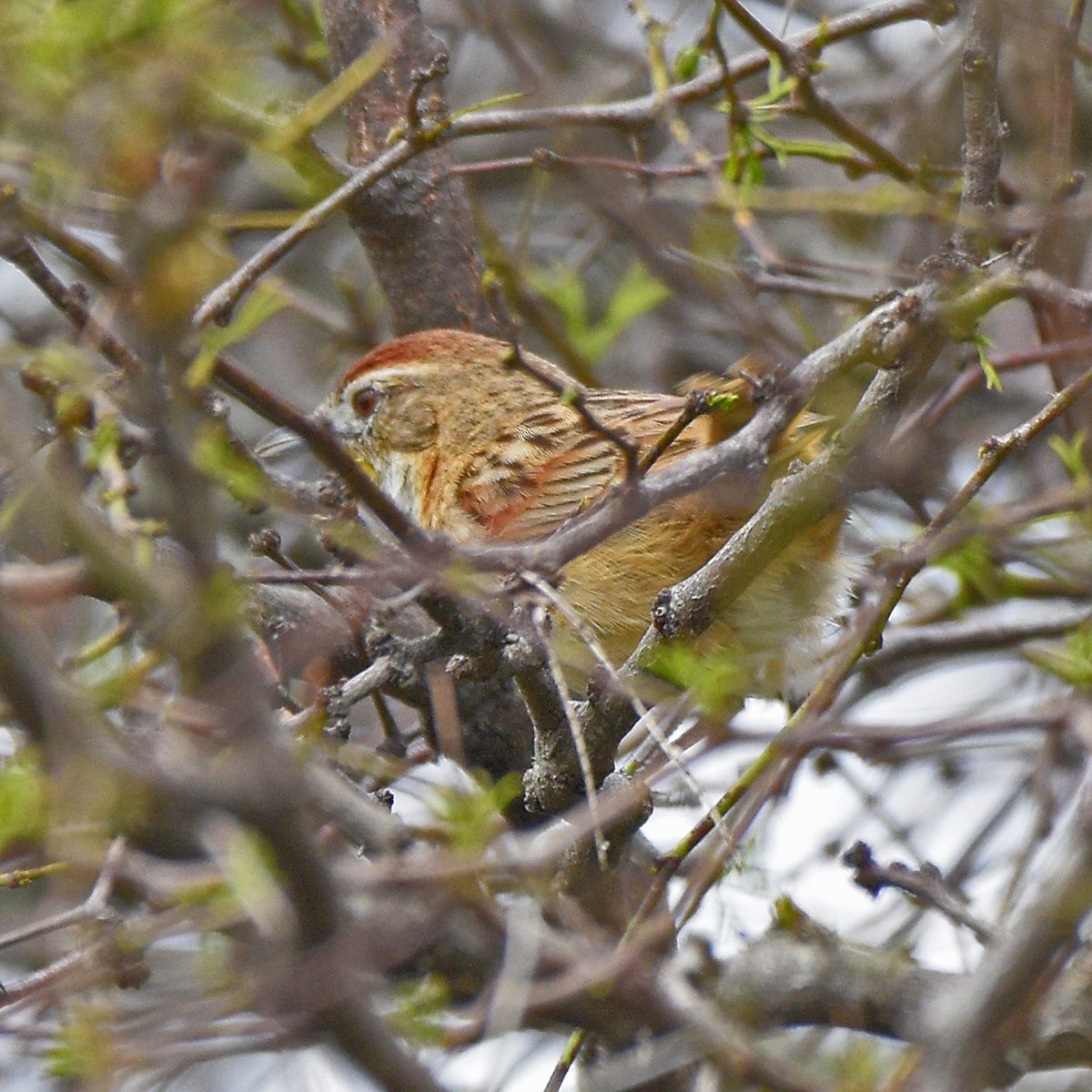 Chotoy Spinetail - ML644027697
