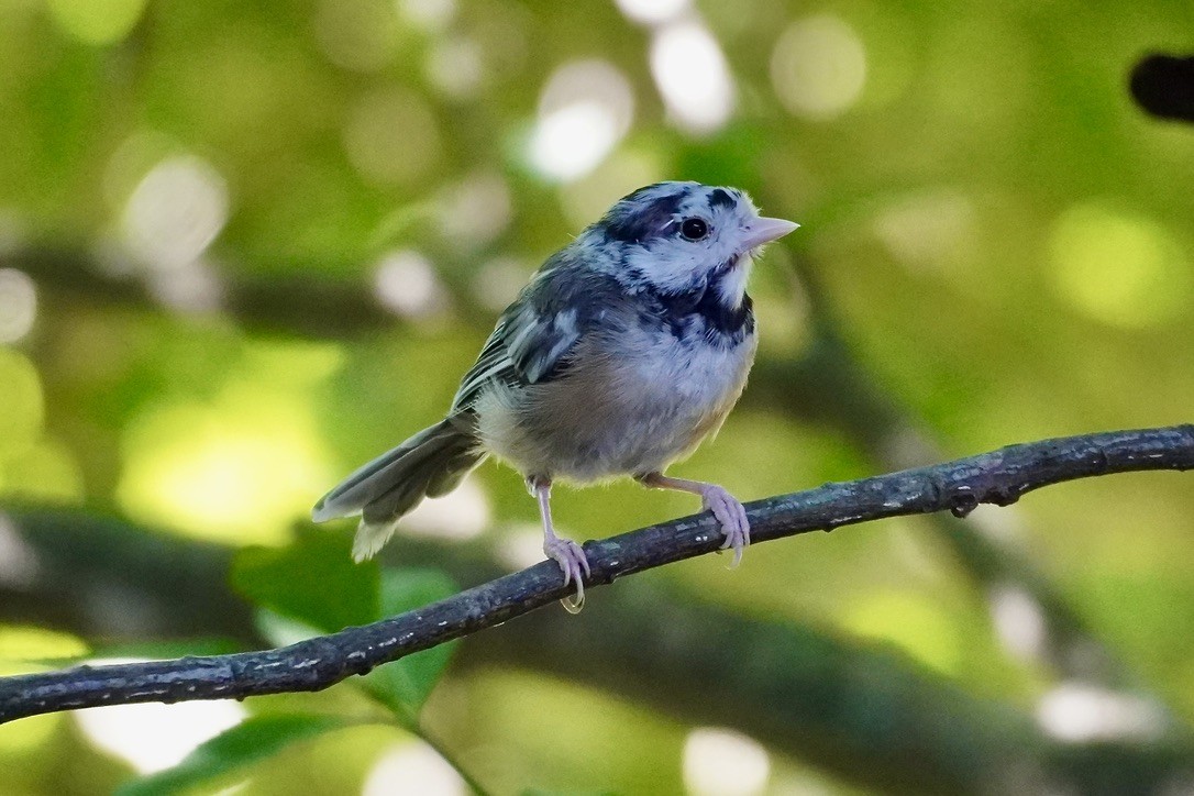 Black-capped Chickadee - ML644027698